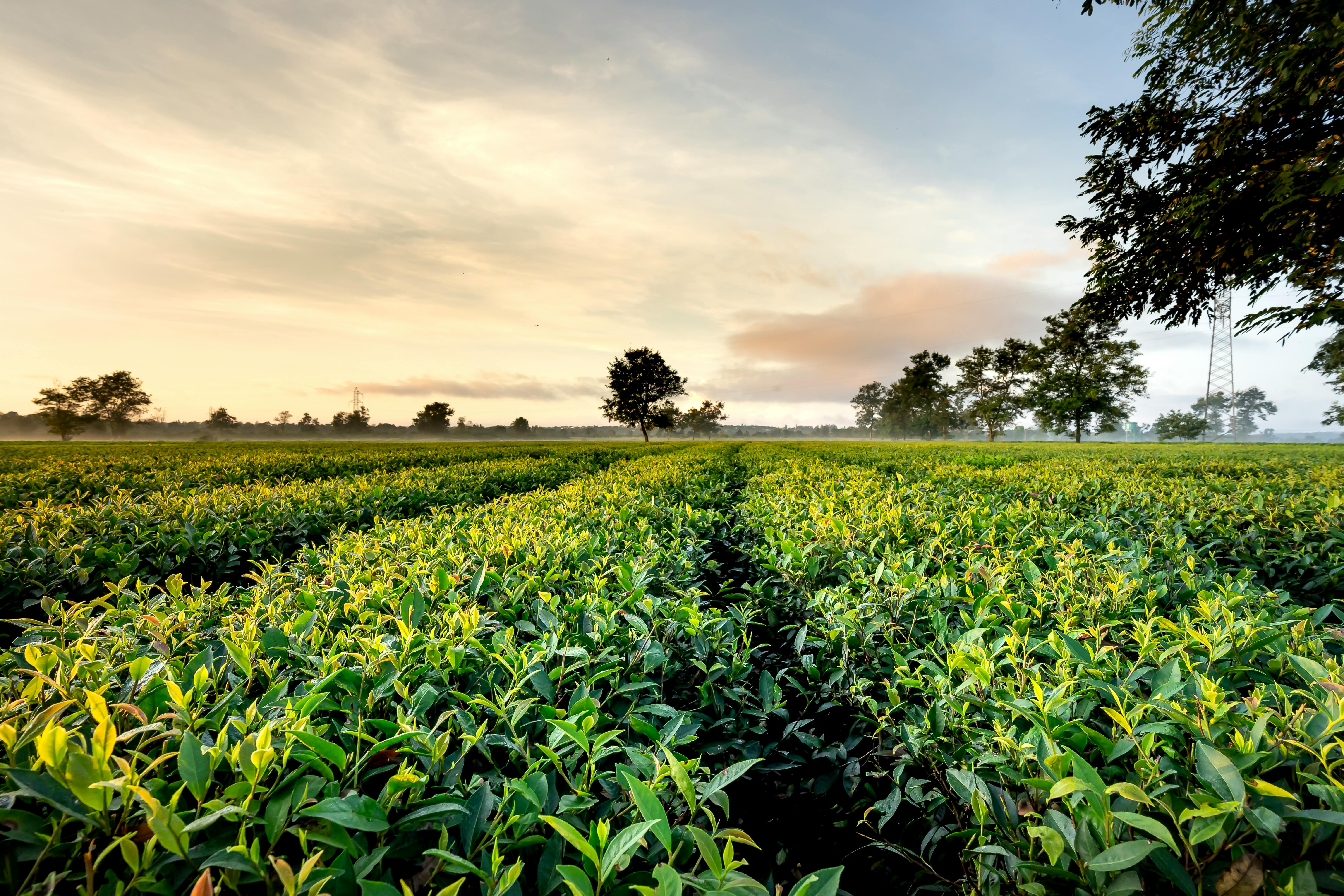 About Tea